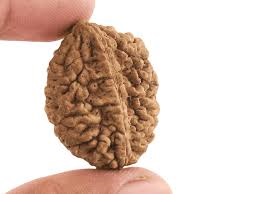 how to identify 2 mukhi rudraksha