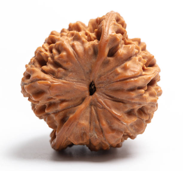 5 mukhi rudraksha benefits
